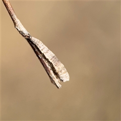 Machaerotinae sp. (family) (Tube Spittlebugs) at Nicholls, ACT - 15 Sep 2024 by Hejor1