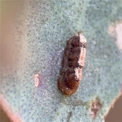 Eucalyptus insect gall at Nicholls, ACT - 15 Sep 2024 by Hejor1