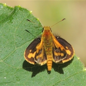 Ocybadistes walkeri at Conder, ACT - 4 Feb 2024 10:28 AM