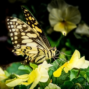 Papilio demoleus at Sutton, NSW - 11 Sep 2024