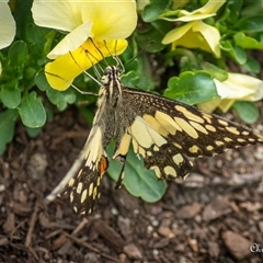 Papilio demoleus at Sutton, NSW - 11 Sep 2024