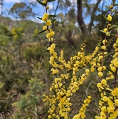 Acacia siculiformis (Dagger Wattle) at Captains Flat, NSW - 16 Sep 2024 by Csteele4