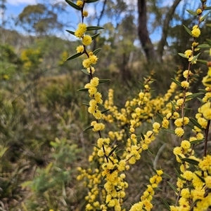 Acacia siculiformis at Captains Flat, NSW - 16 Sep 2024 11:31 AM