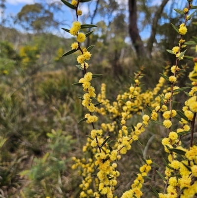 Acacia siculiformis (Dagger Wattle) at Captains Flat, NSW - 16 Sep 2024 by Csteele4