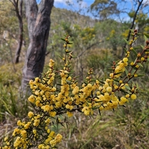 Acacia siculiformis at Captains Flat, NSW - 16 Sep 2024