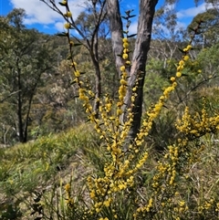 Acacia siculiformis at Captains Flat, NSW - 16 Sep 2024