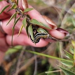 Chlenias (genus) at Captains Flat, NSW - 16 Sep 2024 12:18 PM