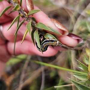 Chlenias (genus) at Captains Flat, NSW - 16 Sep 2024 12:18 PM