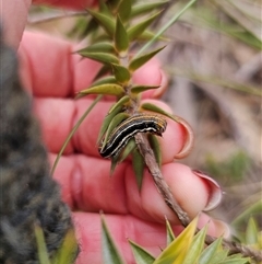 Chlenias (genus) at Captains Flat, NSW - 16 Sep 2024 12:18 PM