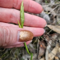 Diuris sp. at Captains Flat, NSW - suppressed