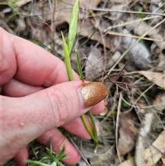 Diuris sp. at Captains Flat, NSW - suppressed