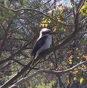 Dacelo novaeguineae at Keiraville, NSW - 16 Sep 2024