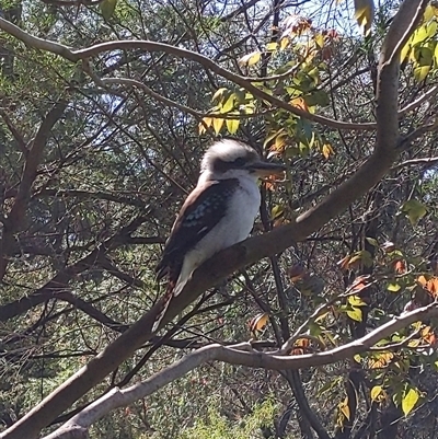 Dacelo novaeguineae (Laughing Kookaburra) at Keiraville, NSW - 16 Sep 2024 by PaperbarkNativeBees