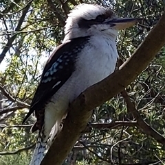 Dacelo novaeguineae at Keiraville, NSW - 16 Sep 2024