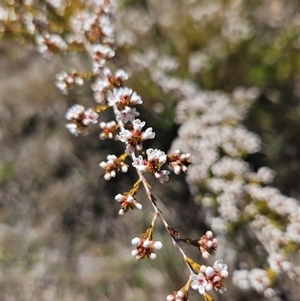 Micromyrtus ciliata at Googong, NSW - 16 Sep 2024