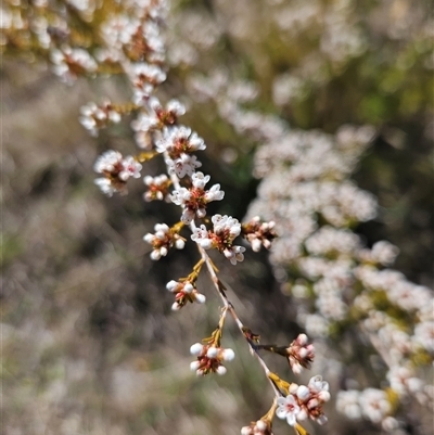 Micromyrtus ciliata at Googong, NSW - 16 Sep 2024 by BrianSummers