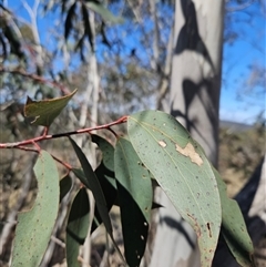 Eucalyptus pauciflora (A Snow Gum) at Burra, NSW - 16 Sep 2024 by BrianSummers