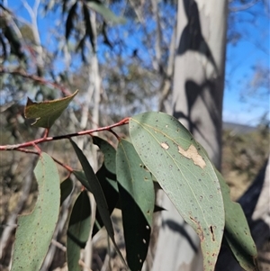 Eucalyptus pauciflora at Burra, NSW - 16 Sep 2024