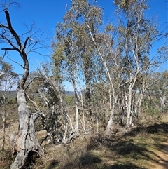 Eucalyptus pauciflora at Burra, NSW - 16 Sep 2024 11:18 AM