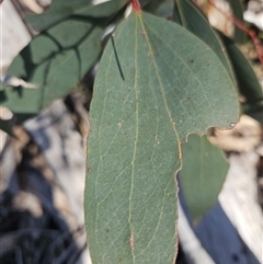 Eucalyptus pauciflora at Burra, NSW - 16 Sep 2024