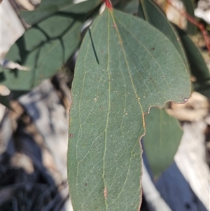 Eucalyptus pauciflora at Burra, NSW - 16 Sep 2024