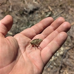 Goniaea australasiae (Gumleaf grasshopper) at Kambah, ACT - 16 Sep 2024 by JP95