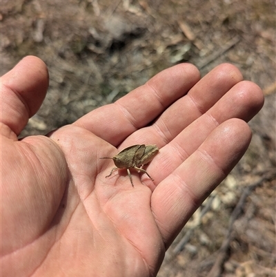 Goniaea australasiae (Gumleaf grasshopper) at Kambah, ACT - 16 Sep 2024 by JP95