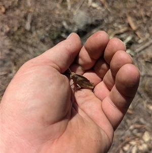 Goniaea australasiae at Kambah, ACT - 16 Sep 2024