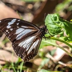 Tirumala hamata (Blue Tiger) at Slade Point, QLD - 22 Jul 2024 by Petesteamer