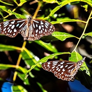 Tirumala hamata at Slade Point, QLD - 22 Jul 2024