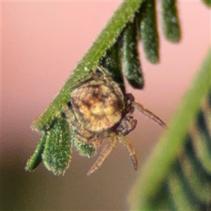 Dolophones sp. (genus) at Nicholls, ACT - 15 Sep 2024