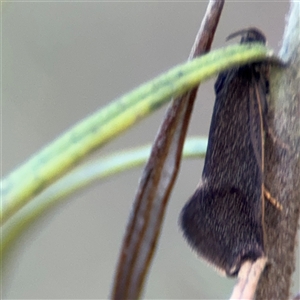 Leistomorpha brontoscopa at Nicholls, ACT - 15 Sep 2024