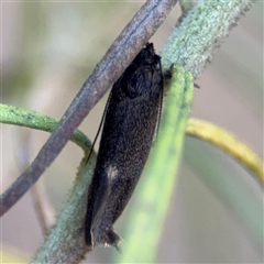 Leistomorpha brontoscopa at Nicholls, ACT - 15 Sep 2024