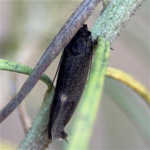 Leistomorpha brontoscopa at Nicholls, ACT - 15 Sep 2024 01:34 PM