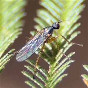 Empididae (family) at Nicholls, ACT - 15 Sep 2024 01:31 PM