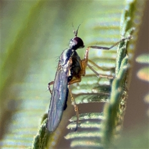 Empididae (family) at Nicholls, ACT - 15 Sep 2024 01:31 PM