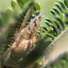 Cheiracanthium gracile (Slender sac spider) at Nicholls, ACT - 15 Sep 2024 by Hejor1