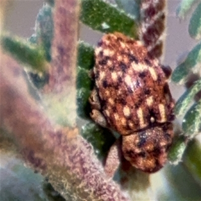 Storeus albosignatus (A round-eyed weevil) at Nicholls, ACT - 15 Sep 2024 by Hejor1