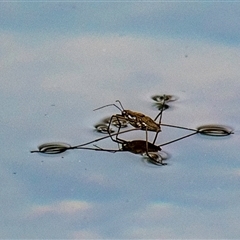 Aquarius antigone (Water strider, pond skater) at Boompa, QLD - 29 Jun 2024 by Petesteamer