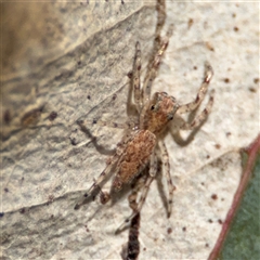 Helpis minitabunda (Threatening jumping spider) at Nicholls, ACT - 15 Sep 2024 by Hejor1