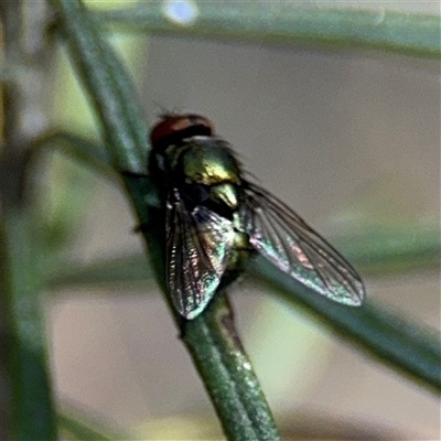 Calliphoridae (family) (Unidentified blowfly) at Nicholls, ACT - 15 Sep 2024 by Hejor1