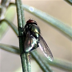 Calliphoridae (family) at Nicholls, ACT - 15 Sep 2024 01:17 PM