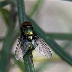 Calliphoridae (family) at Nicholls, ACT - 15 Sep 2024 01:17 PM