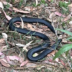 Pseudechis porphyriacus at Mogo, NSW - 16 Sep 2024 by Clarel