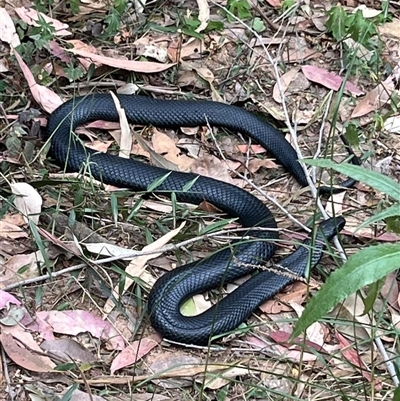 Pseudechis porphyriacus at Mogo, NSW - 16 Sep 2024 by Clarel