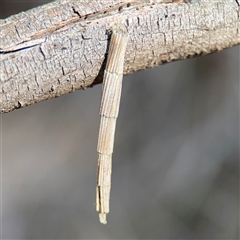 Lepidoscia arctiella (Tower Case Moth) at Nicholls, ACT - 15 Sep 2024 by Hejor1