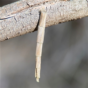 Lepidoscia arctiella at Nicholls, ACT - 15 Sep 2024