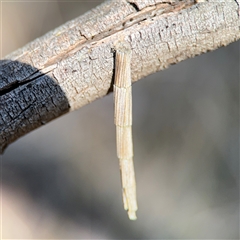 Lepidoscia arctiella at Nicholls, ACT - 15 Sep 2024