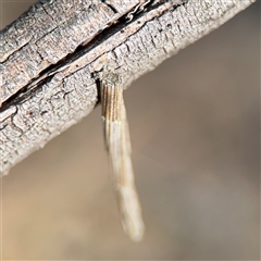 Lepidoscia arctiella at Nicholls, ACT - 15 Sep 2024