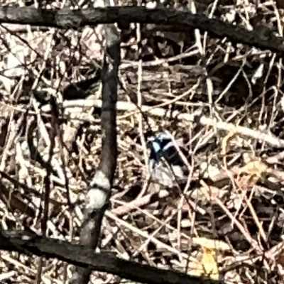 Malurus cyaneus (Superb Fairywren) at Nicholls, ACT - 15 Sep 2024 by Hejor1